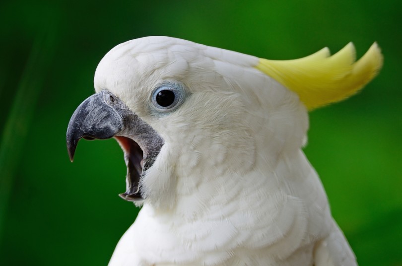 how much is a cockatoo bird